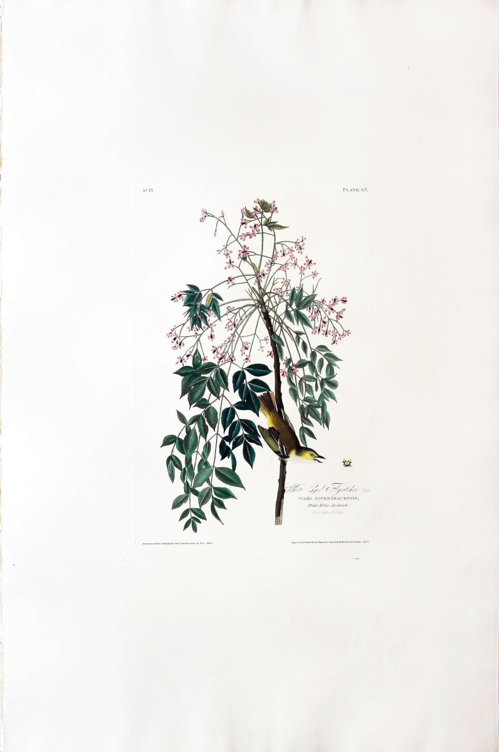 Audubon Aquatint, White-eyed Flycatcher