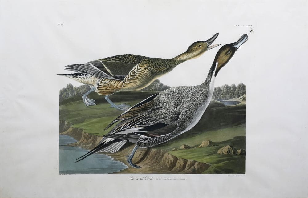 Audubon Aquatint, Pin Tailed Duck