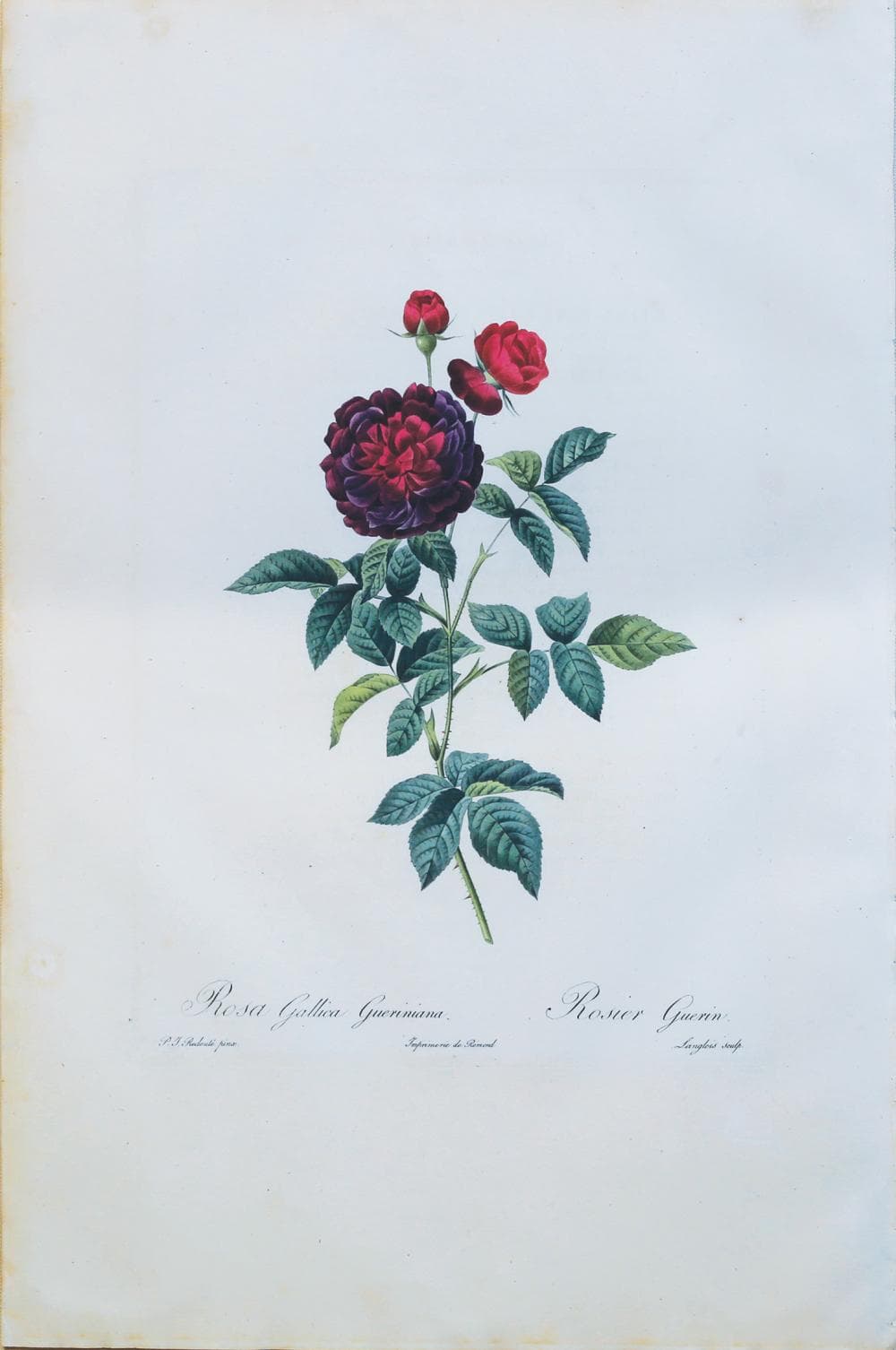 Redoute Stipple Engraving, Roses, Large Paper