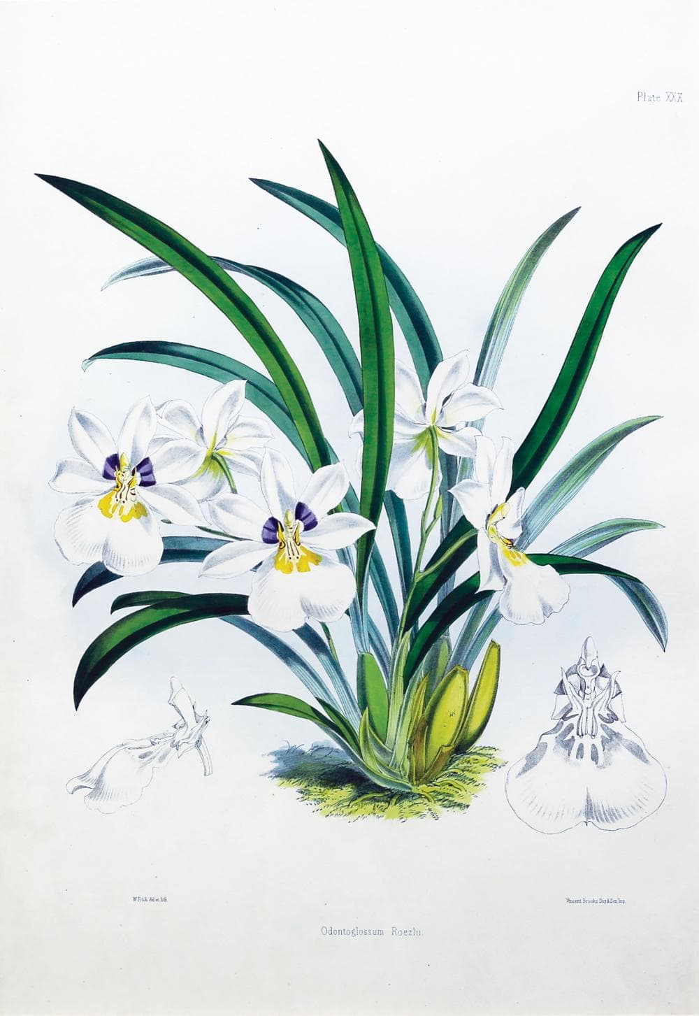 Bateman Lithograph, Orchids