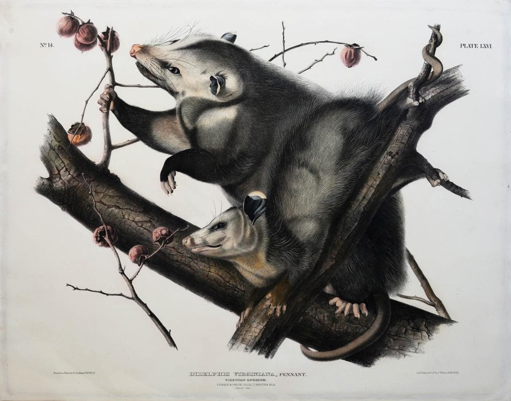 Audubon Lithograph, Virginian Opossum