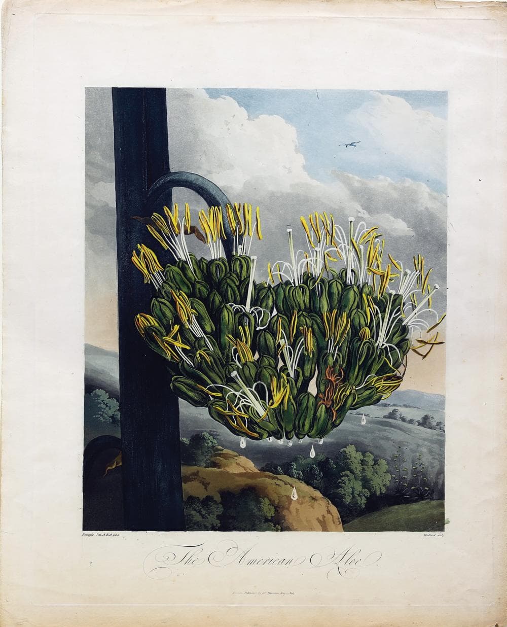 Thornton Aquatint, American Aloe