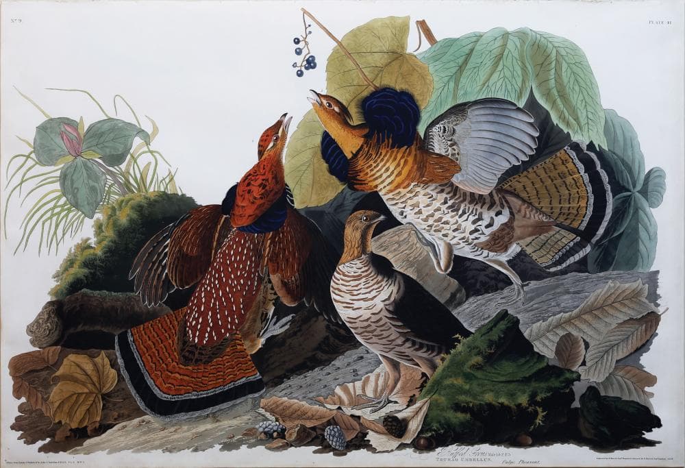 Audubon Aquatint, Ruffed Grous