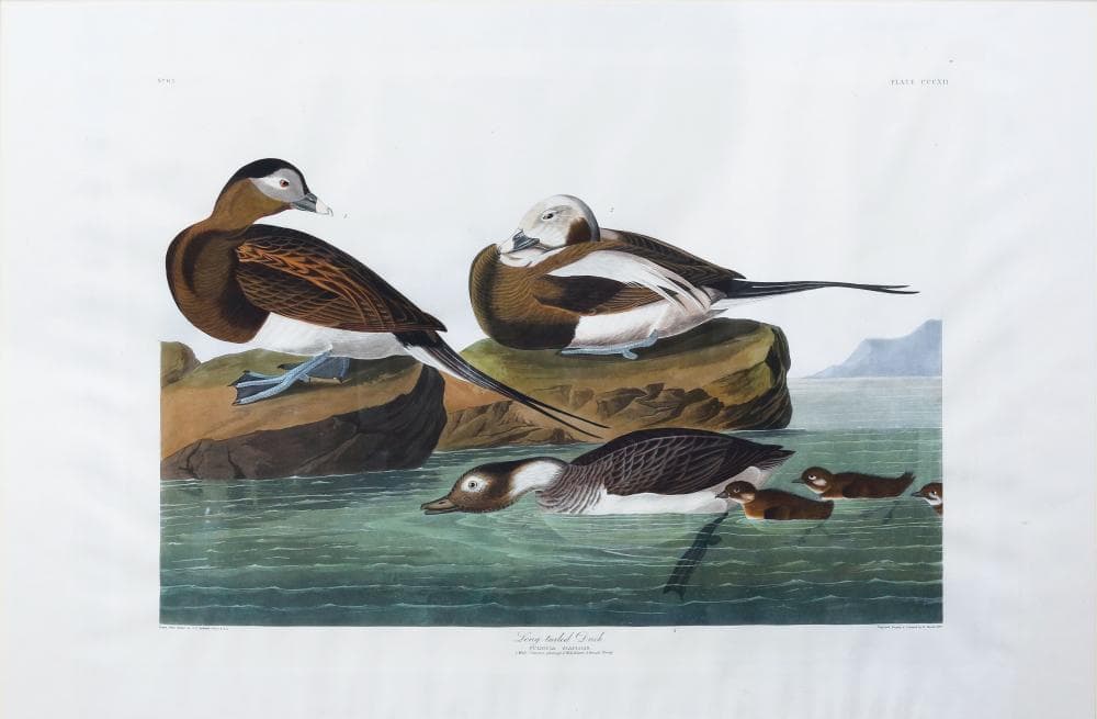 Audubon Aquatint, Long-Tailed Duck