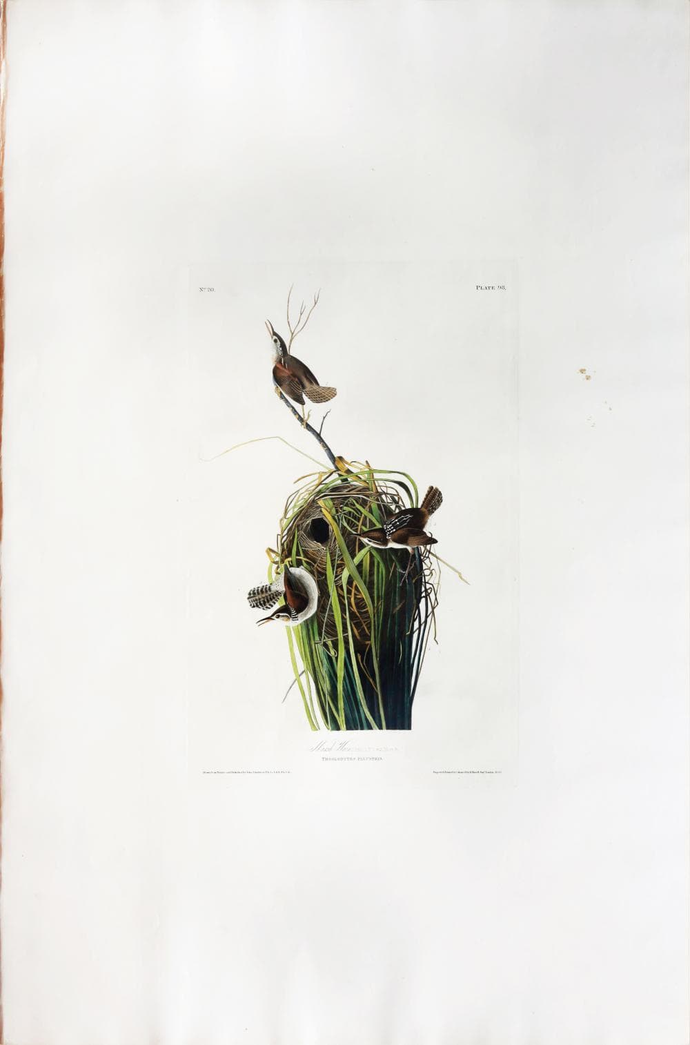 Audubon Aquatint, Marsh Wren