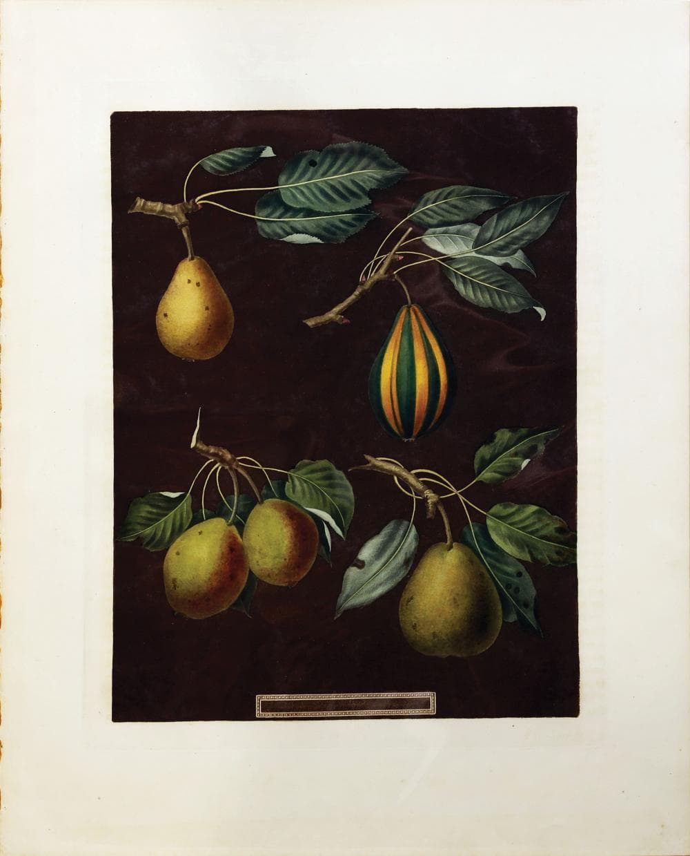 Brookshaw Aquatint, Pears