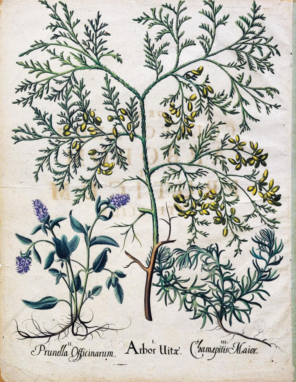 Besler Engraving with original color