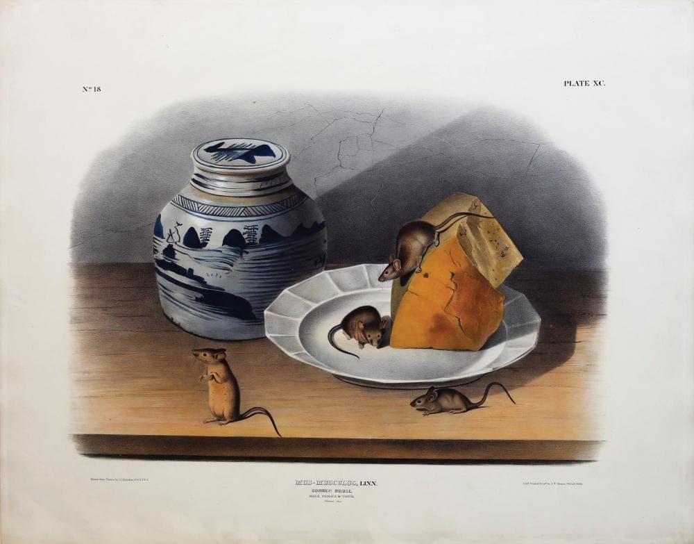 Audubon Lithograph, Common Mouse