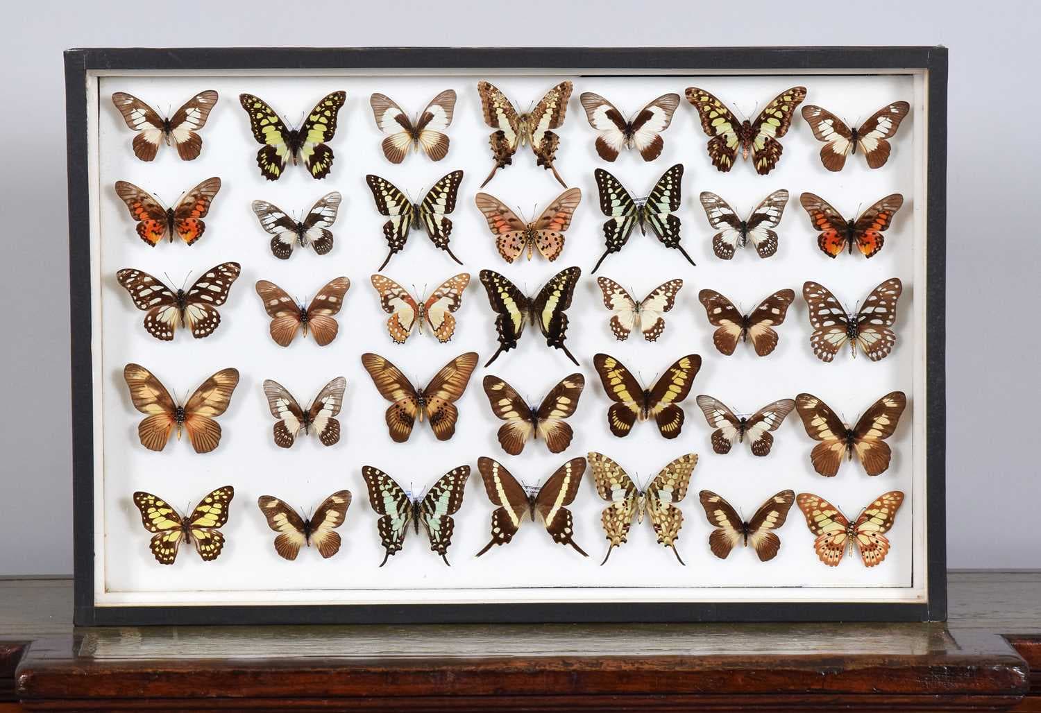 Entomology: A Single Glazed Display of African Tropical Butterflies, modern
