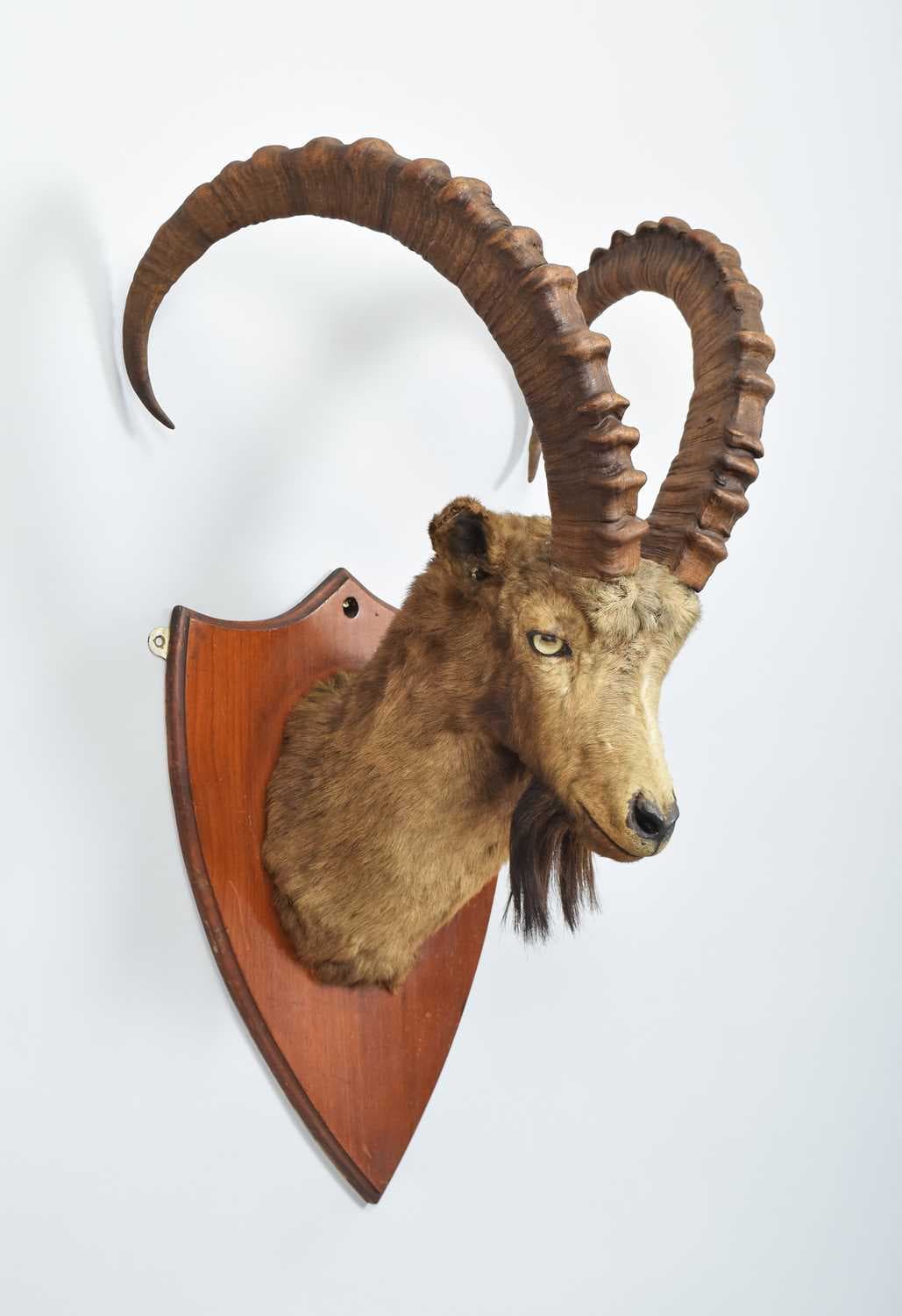 Taxidermy: Siberian Ibex (Capra sibirica sibirica), circa 1920-1930