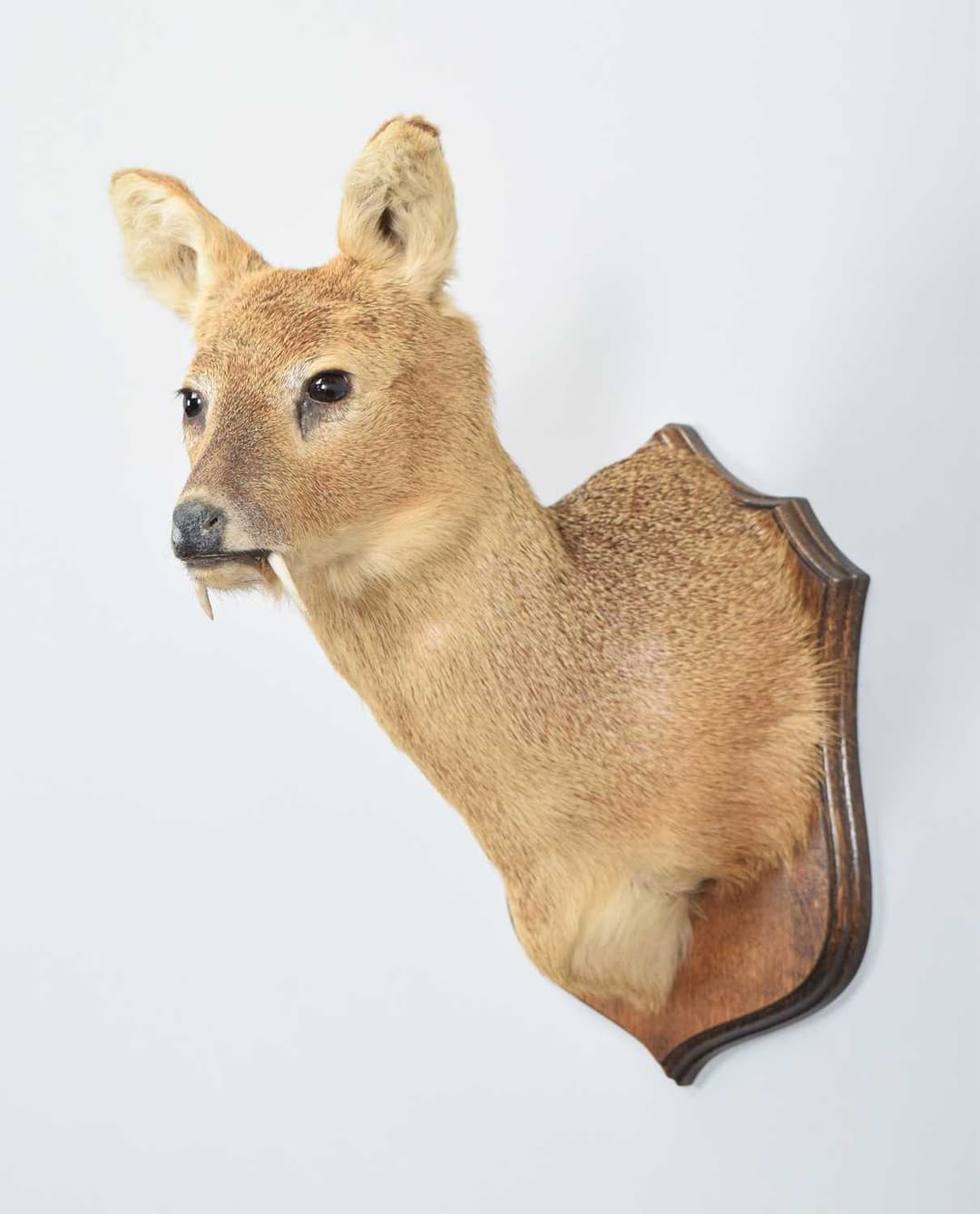 Taxidermy: Chinese Water Deer (Hydropotes inermis inermis), modern