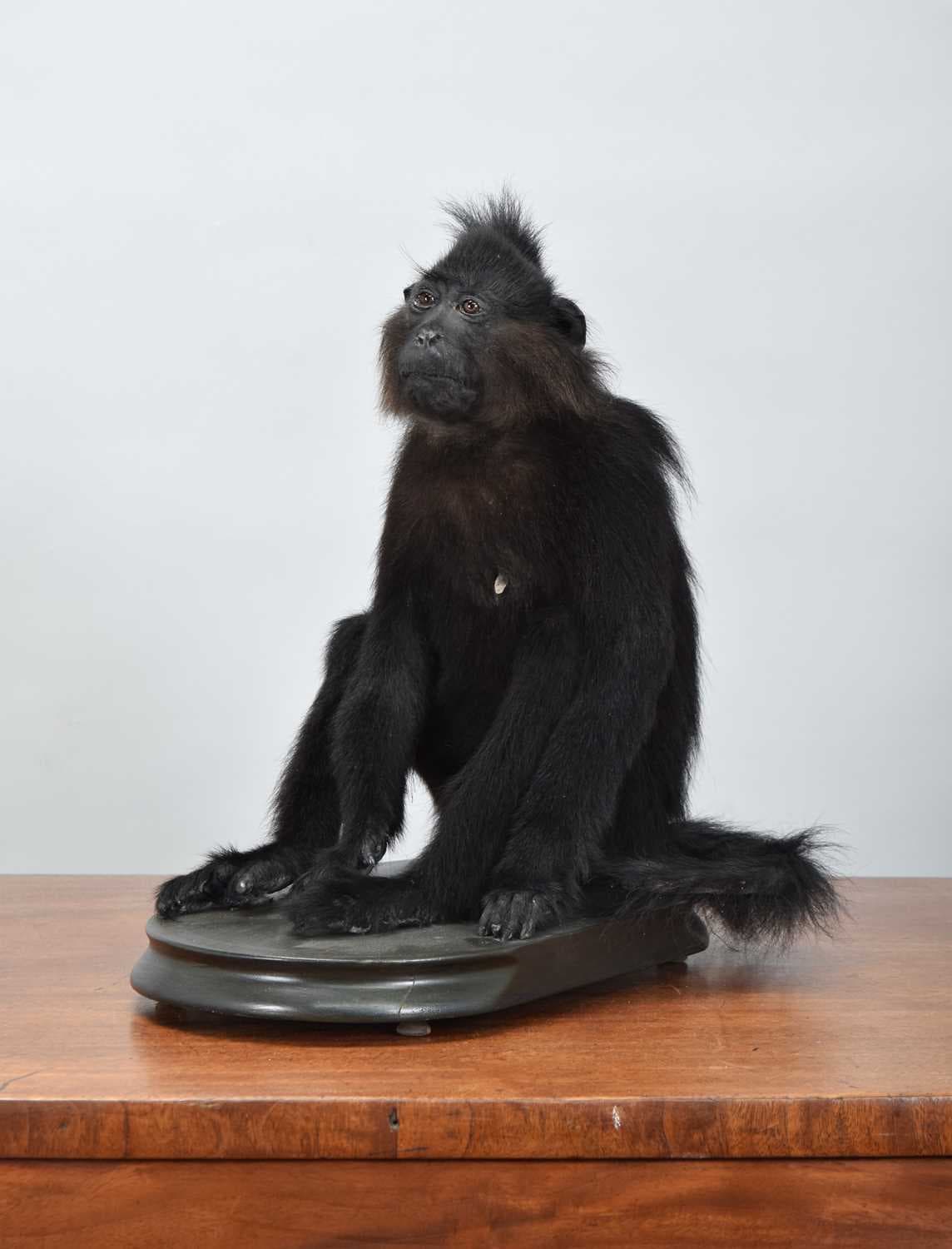 Taxidermy: Grey-cheeked Mangabey Monkey (Lophocebus albigena), modern
