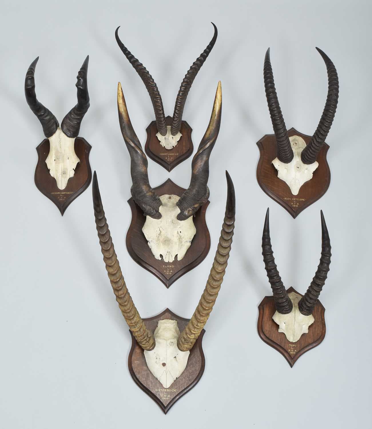 Antlers/Horns: A Group of African Big Game Trophy Horns, dated 1910