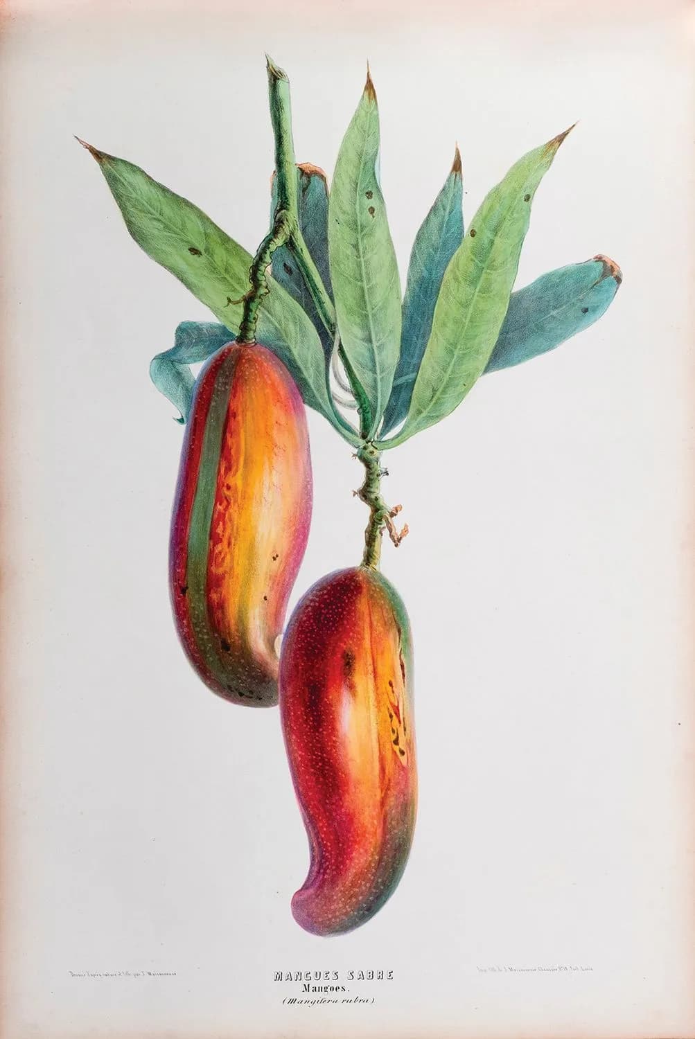 MAURITIUS ISLAND. Souvenirs of Mauritius. - Fruits of Maurit - Lot 18