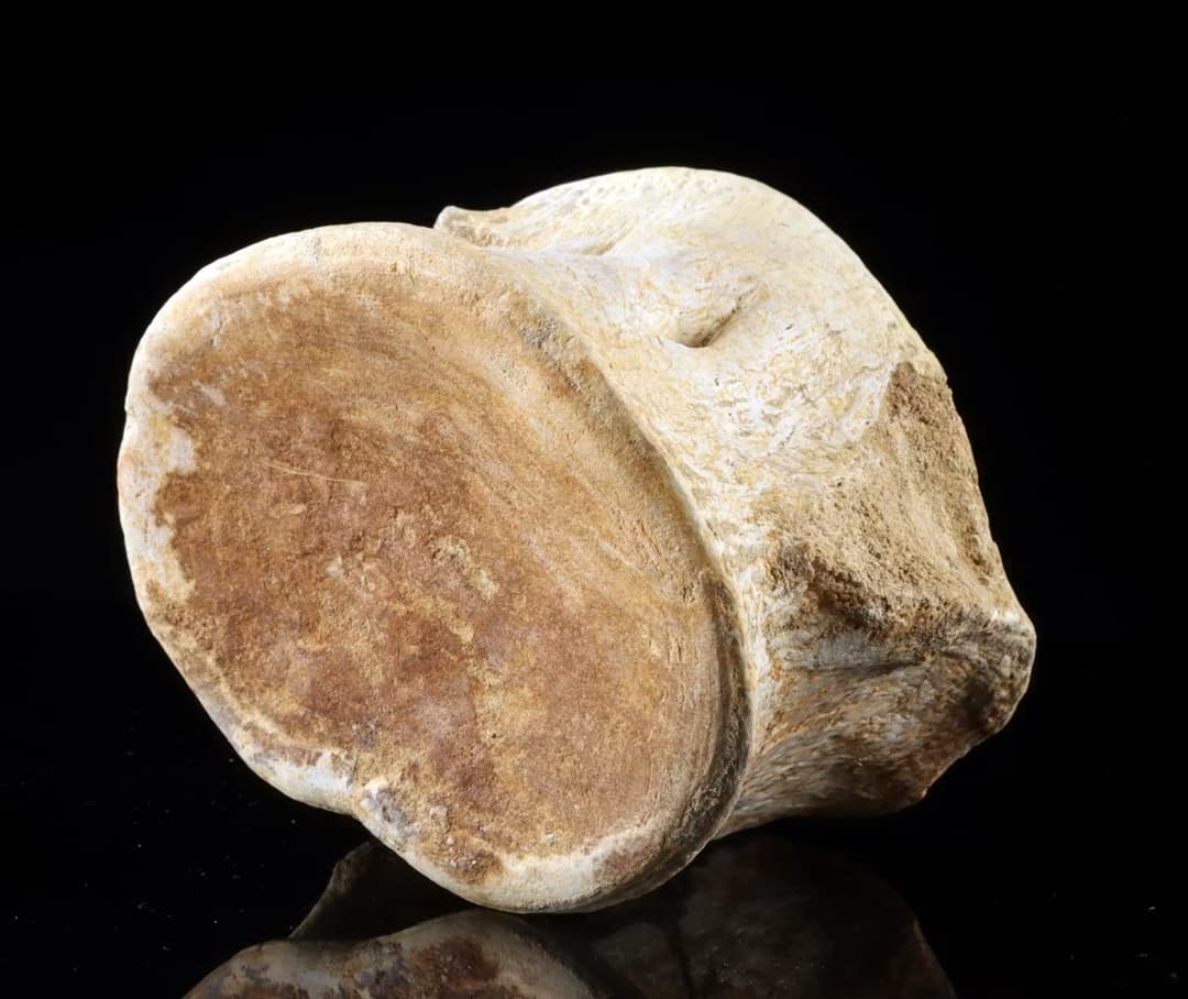 Fossil Whale Vertebra Cetacean, Miocene, Complete Centrum