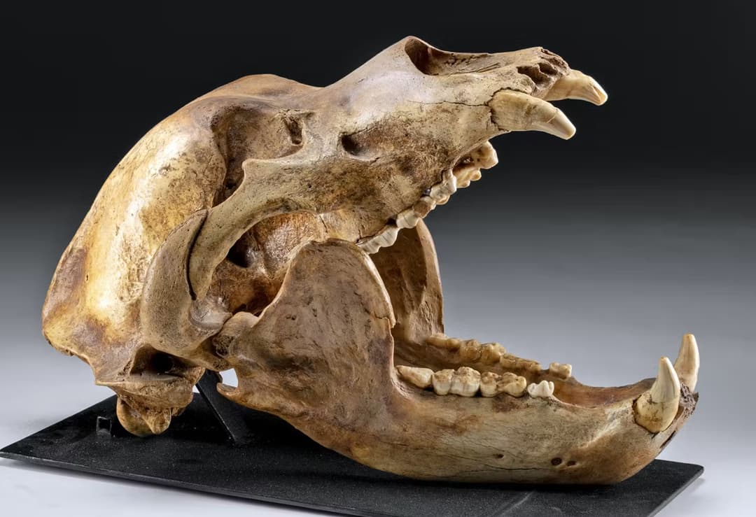 Cave Bear Fossil Skull Ursus spelaeus, Pleistocene — Complete Dentition