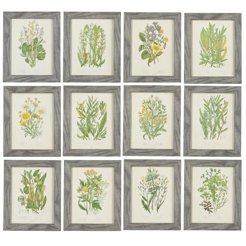 After Anne Pratt (1806-1893), a set of twelve botanical stud...