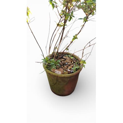 One terracotta planter containing a mixed shrub with leafing...