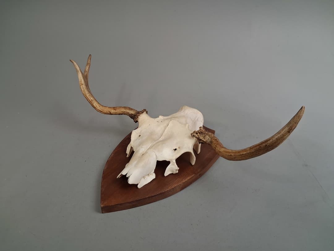 Horn.