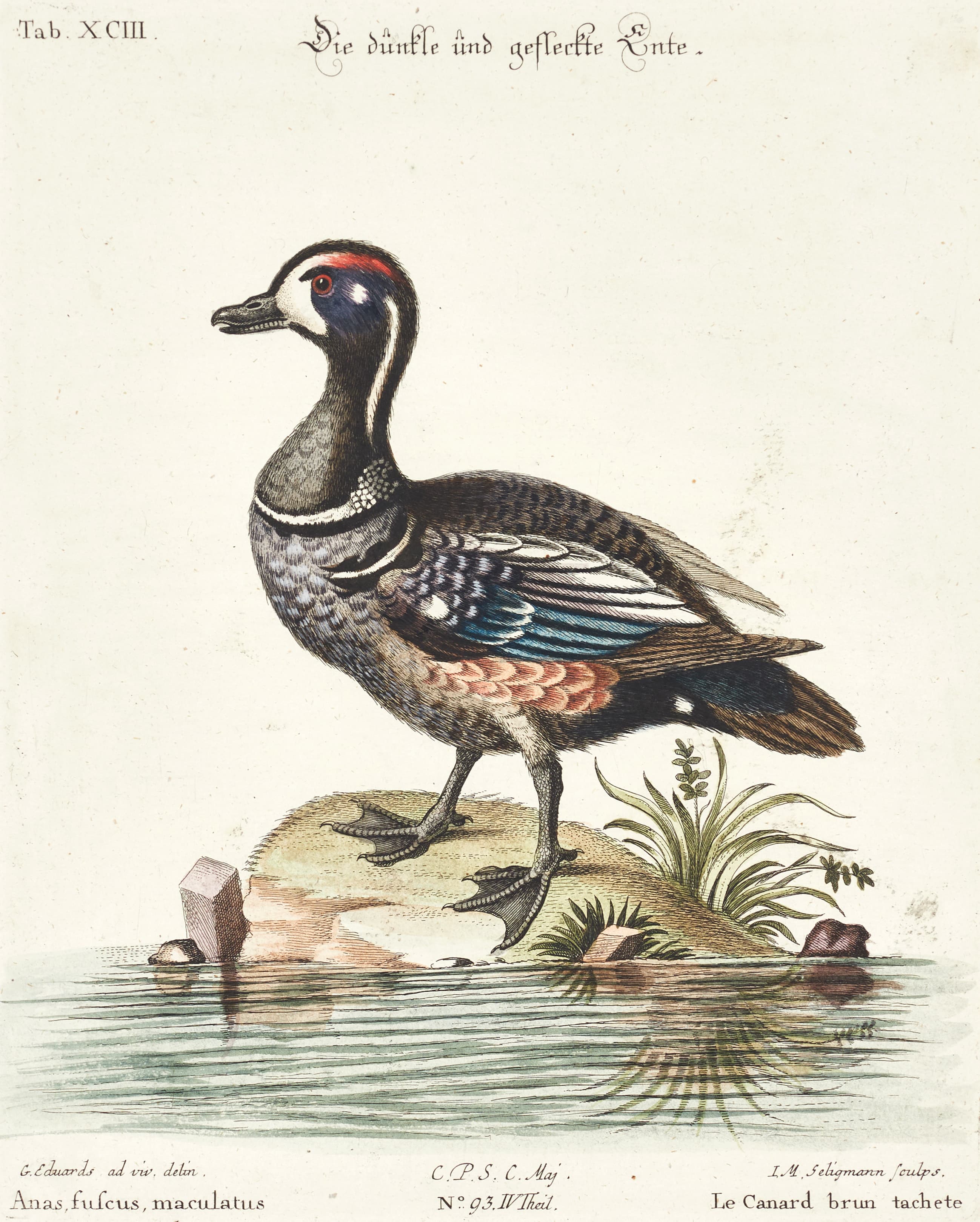SELIGMANN, illustration ur "Sammlung verschiedener ausländischer und
