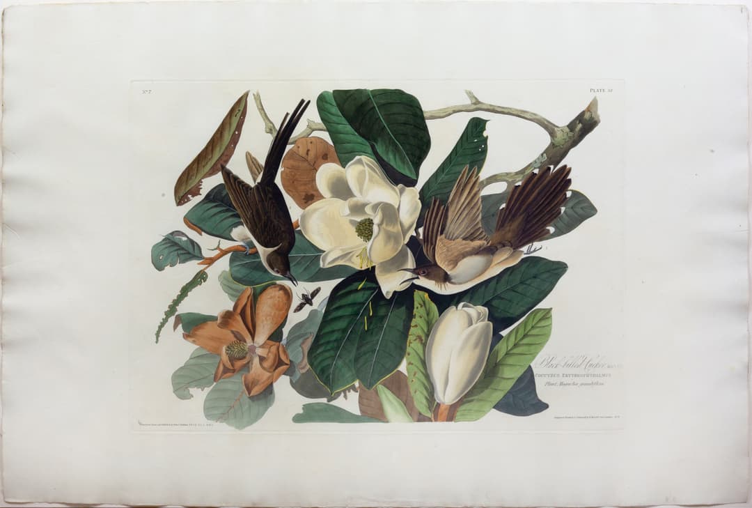 Audubon Aquatint, Black-billed Cuckoo, Plate 32 [With the Virginia Magnolia]