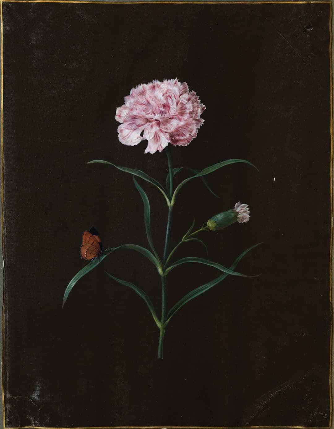Barbara Regina Dietzsch Watercolor, Rose with a Butterfly and Spider