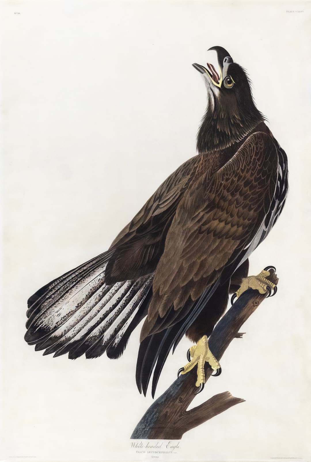 Audubon Aquatint, White-Headed Eagle, Plate 126 [The Icon of America].