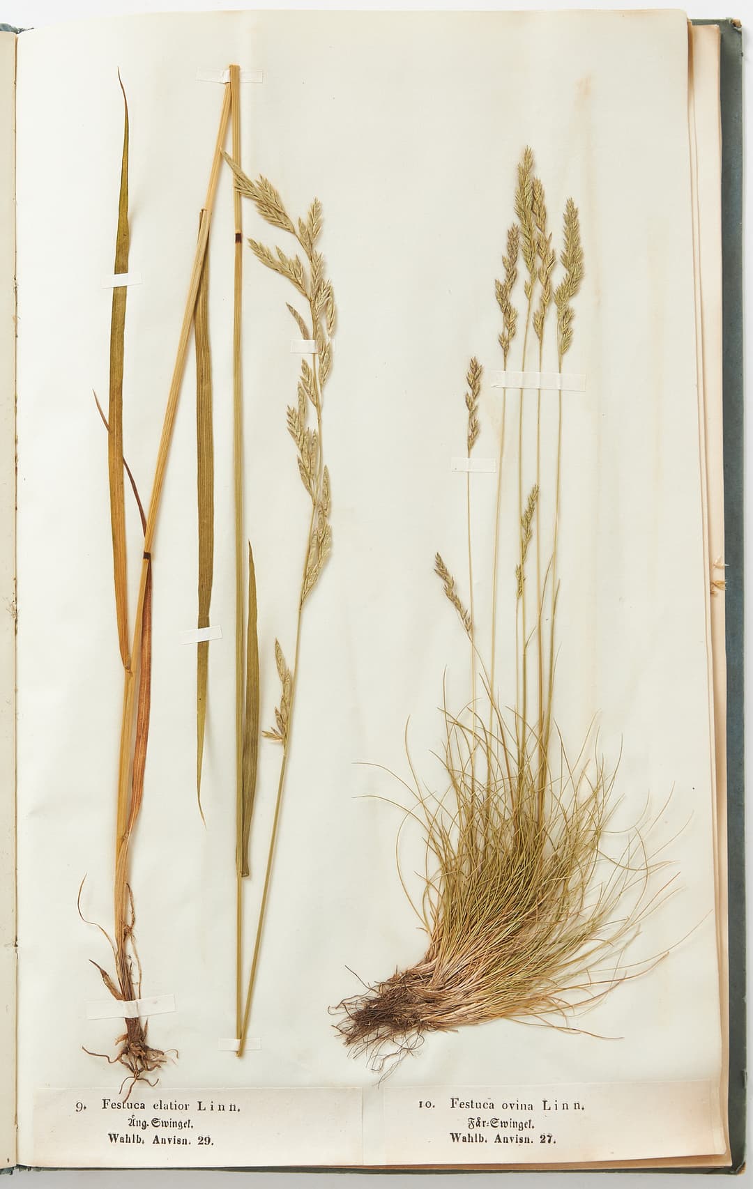 LINDGRENS SÄLLSYNTA Vigtigare svenska foderväxter i torkade exemplar, 1845.