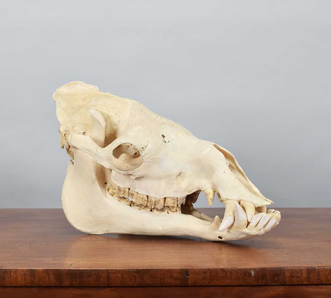 Skulls/Anatomy: Bactrian Camel Skull (Camelus bactrianus), circa mid-late