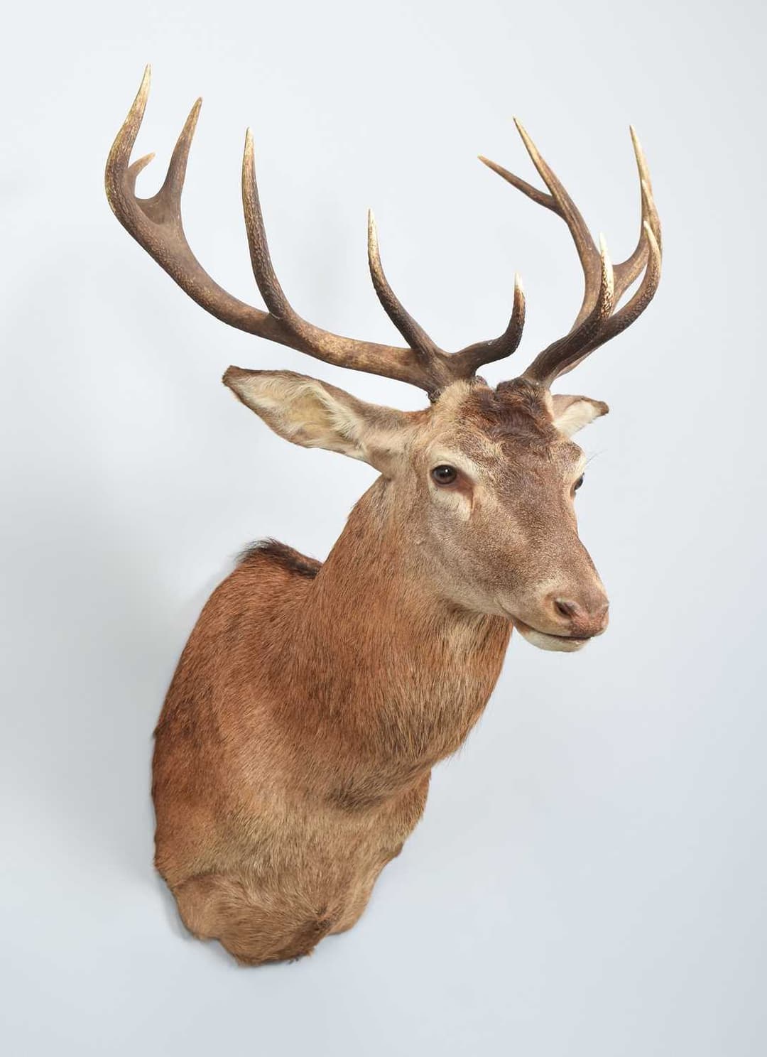 Taxidermy: A Royal Red Deer (Cervus elaphus), modern, (Cervus elaphus)
