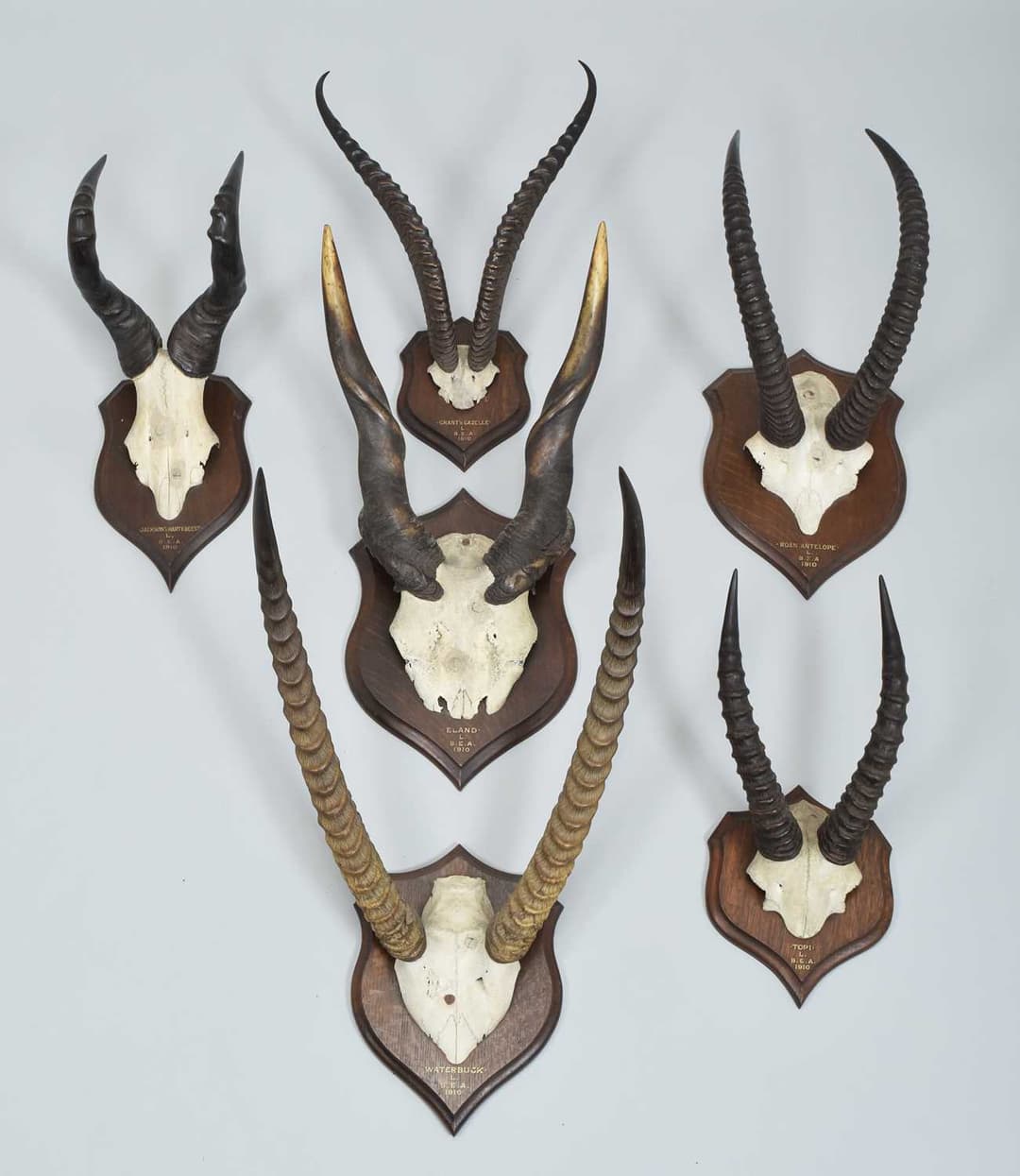 Antlers/Horns: A Group of African Big Game Trophy Horns, dated 1910