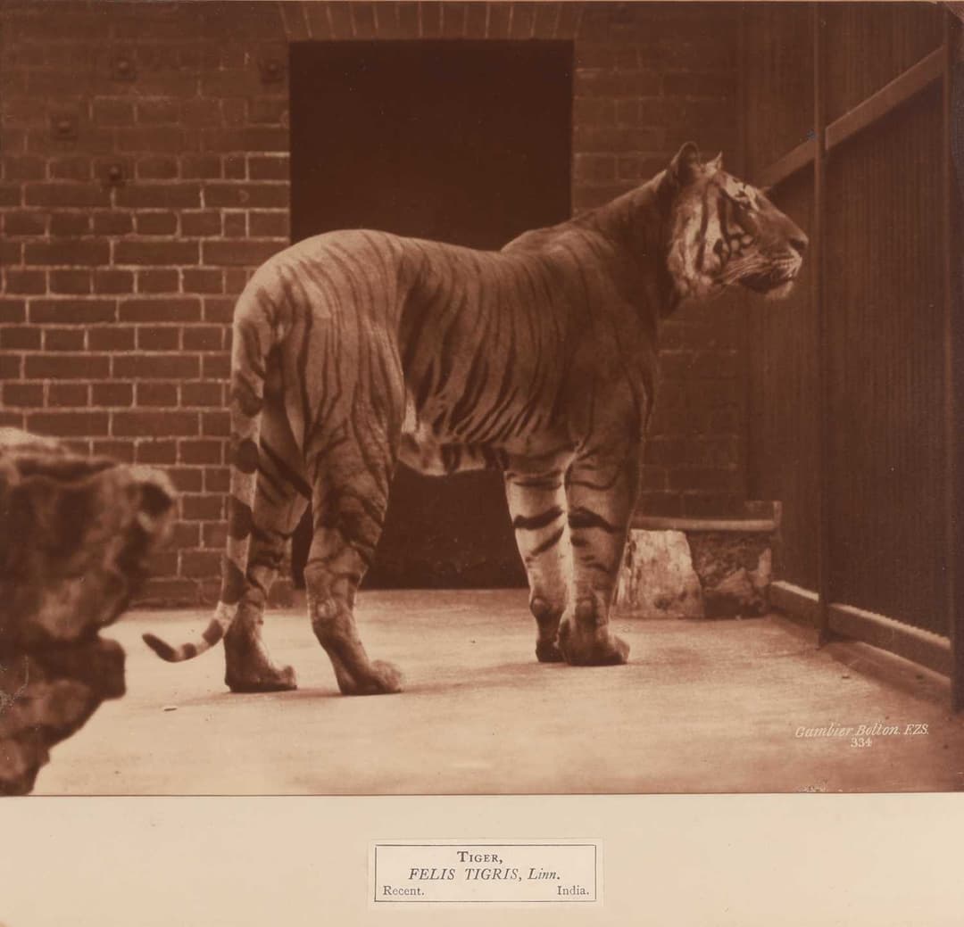Bolton, Gambier, Collection of 21 Animal Photographs