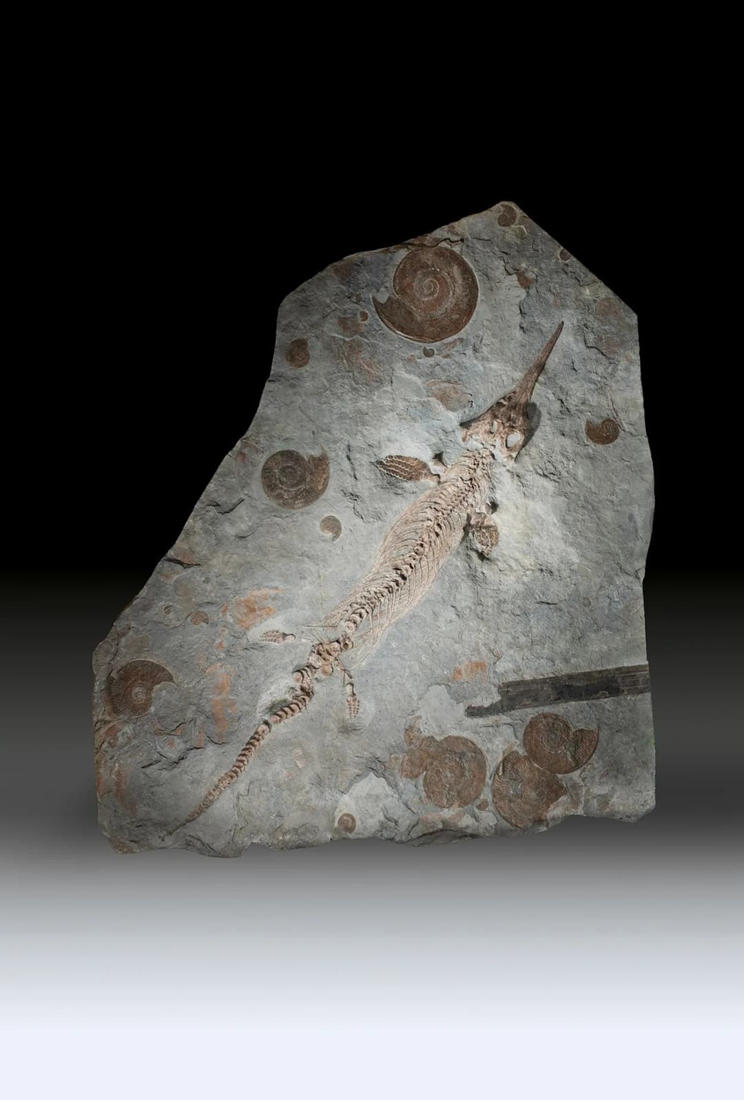 Important ichthyosaur fossil - Lot 1