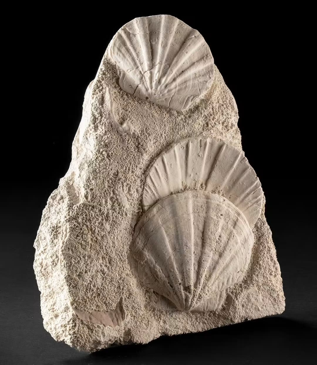 Prehistoric Pecten Scallop Fossils in Sculptural Matrix
