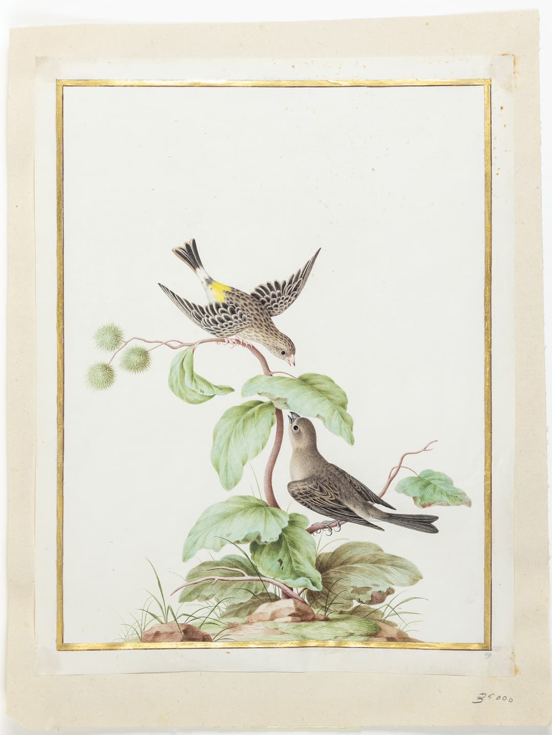 Robert Watercolor on vellum of a Pair of African Yellow-rumped Singers)