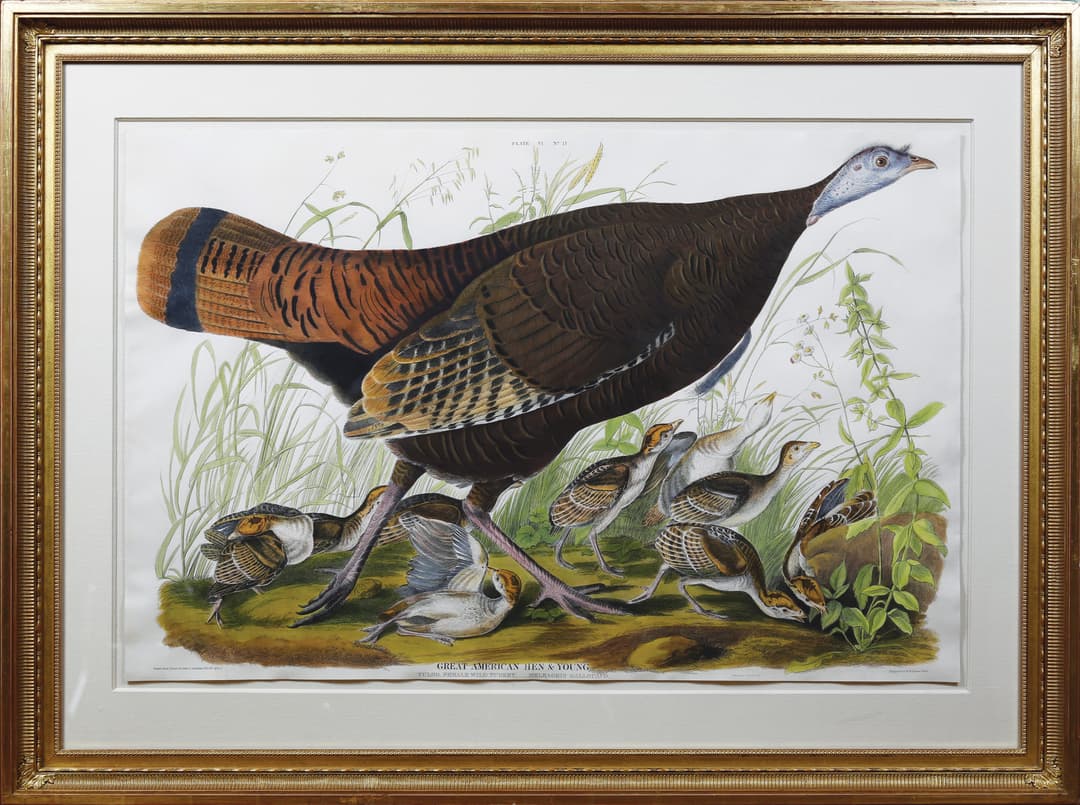 Audubon Aquatint, Female Turkey, Plate 7 - One of Audubon's Greatest