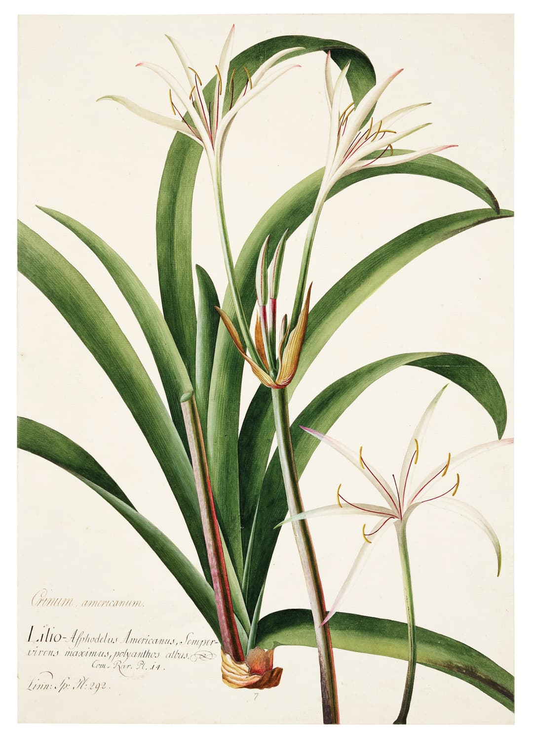 Georg Ehret Watercolor of Crinum. americanum