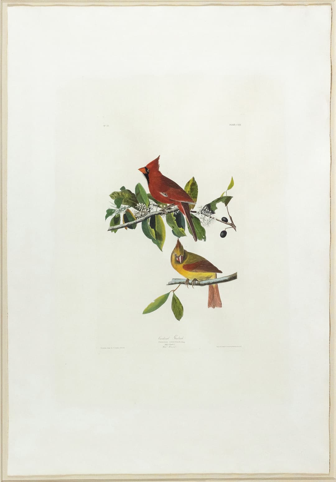 Audubon Aquatint, Cardinal Grosbeak, Plate 159 - Property of a Russian