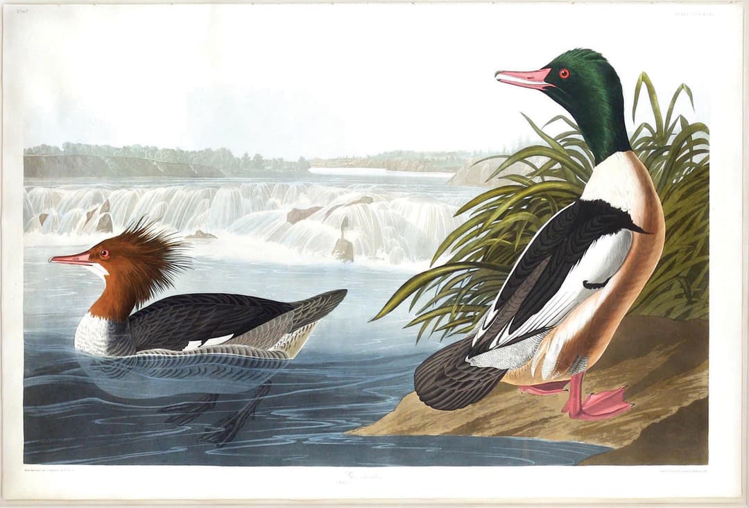 Audubon Aquatint, Goosander, Plate 331