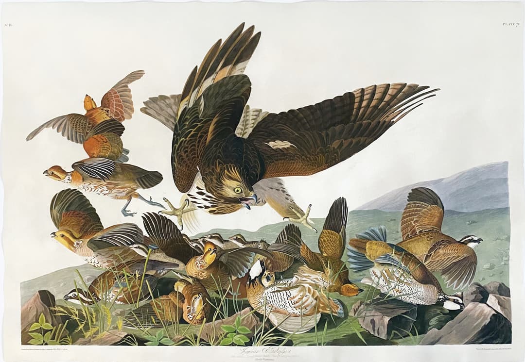 Audubon Aquatint, Virginia Partridge, Plate 76 - One of Audubon's