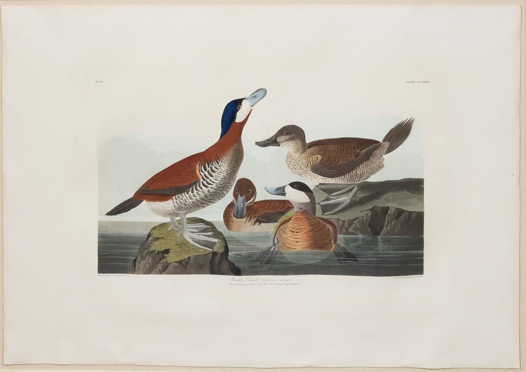 Audubon Aquatint, Ruddy Duck, Plate 343