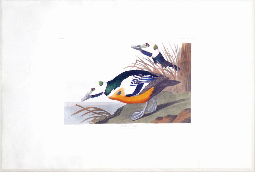 Audubon Aquatint, Western Duck, Plate 429