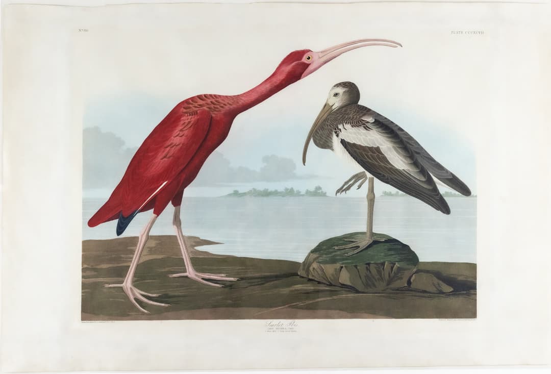 Audubon Aquatint, Scarlet Ibis, Plate 397