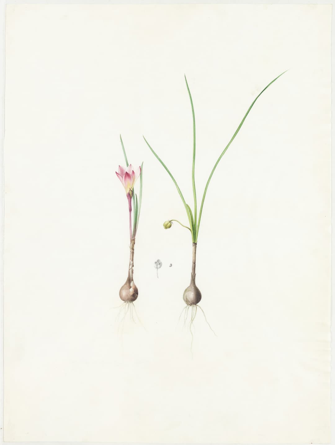 Redoute Original Watercolor for Les Liliacées - Watercolor for plate